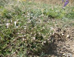 Asperula supina