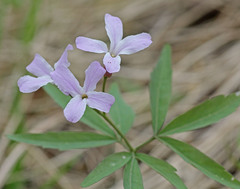 Cardamine altaica