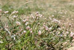 Asperula supina