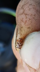 Pachybrachis turbidus