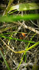 Bolbocerosoma bruneri