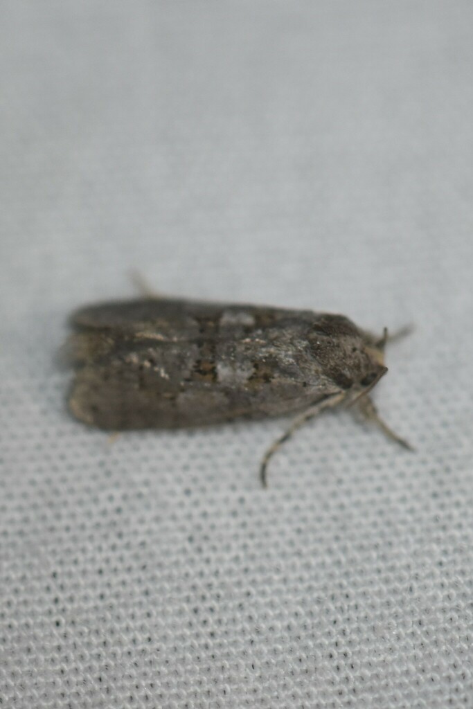 Forbes' Grass Tubeworm Moth from Tiger Creek, Florida, USA on August 18 ...