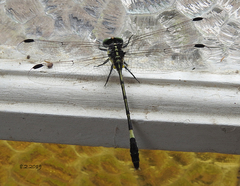 Austroepigomphus praeruptus