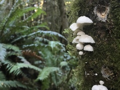 Hemimycena candida image