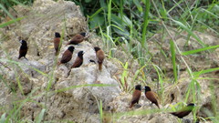 Lonchura atricapilla