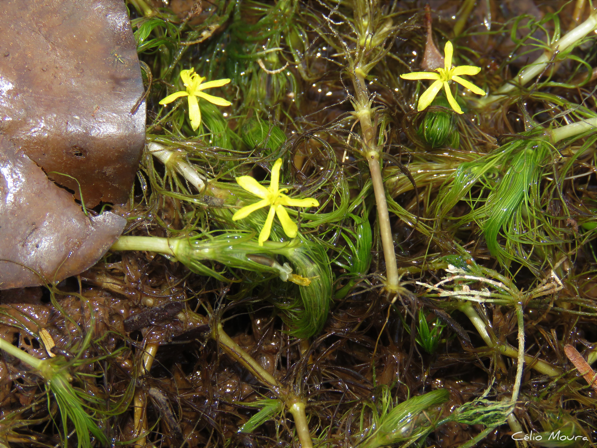 Heteranthera gardneri