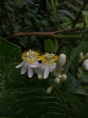 Passiflora arborea