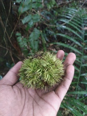 Castanopsis javanica