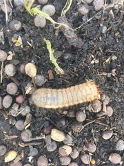Coleoptera
