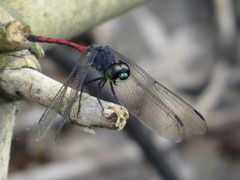 Agrionoptera insignis