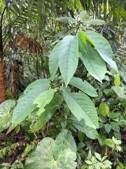 Passiflora arborea
