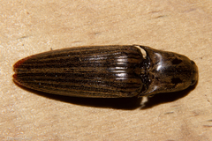 Thoramus perblandus