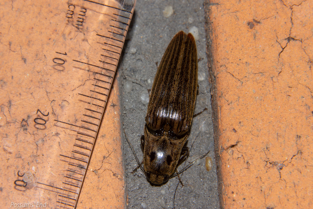 Thoramus perblandus