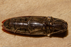 Thoramus perblandus