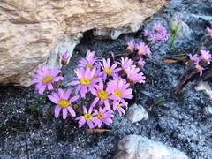 Mairia coriacea