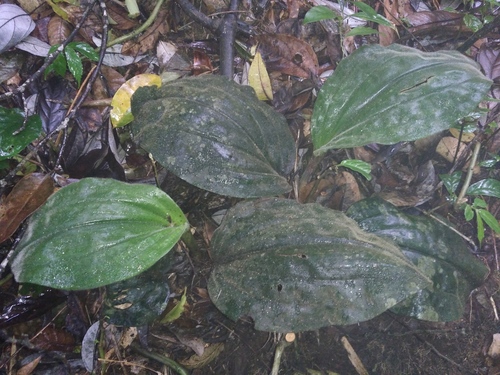 Pilophyllum
