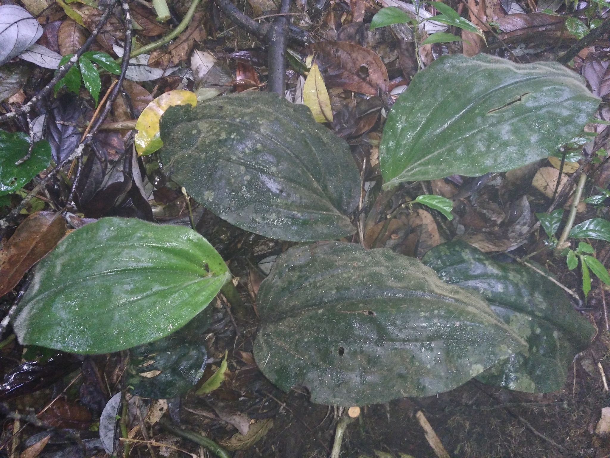 Pilophyllum
