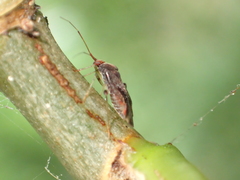 Chinamiris indeclivis