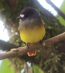 Myiotriccus ornatus