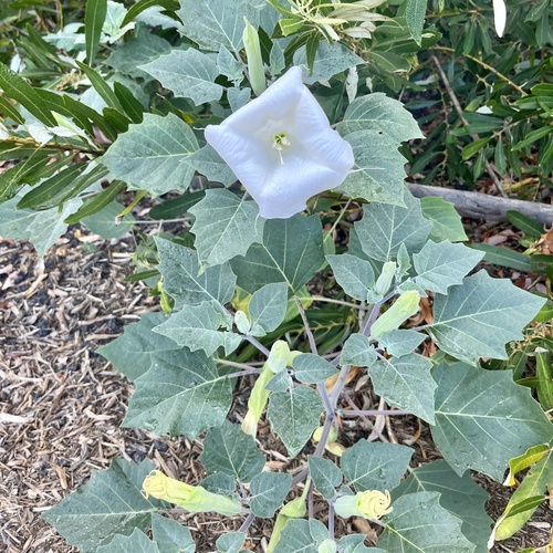 iNaturalist observation photo of Sacred Datura