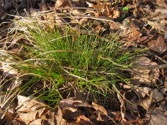 Carex reznicekii