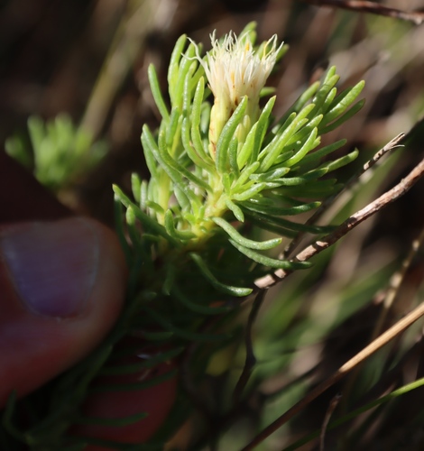 Image of Pteronia teretifolia by (c) Tony Rebelo, some rights reserved (CC BY-SA)
