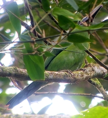Aulacorhynchus derbianus