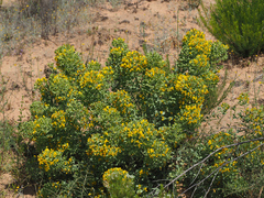 Rafnia globosa