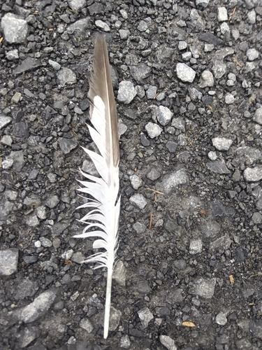 Plume de Goéland à bec cerclé