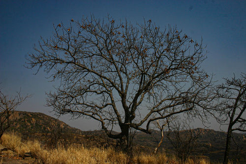 Entandrophragma caudatum image