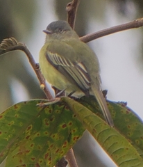 Zimmerius cinereicapilla