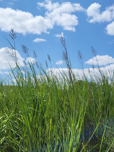Image of Big Cordgrass (Sporobolus cynosuroides) by (c) Zihao Wang, some rights reserved (CC BY)