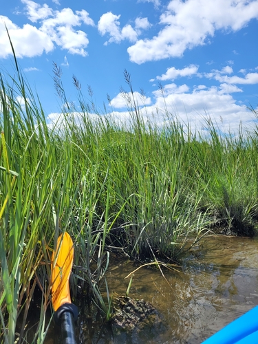 Image of Big Cordgrass (Sporobolus cynosuroides) by (c) Zihao Wang, some rights reserved (CC BY)