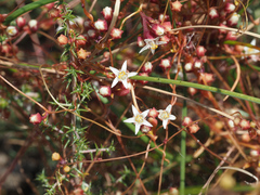 Cuscuta angulata