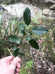 Rhamnus formosana