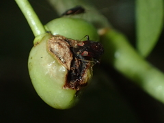 Chinamiris indeclivis