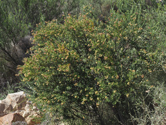 Phylica oleifolia