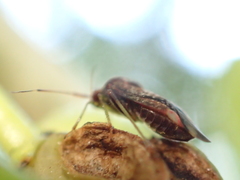 Chinamiris indeclivis