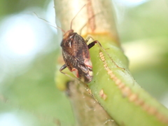 Chinamiris indeclivis