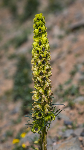 Pendulous Monkshood (Aconitum pendulum)