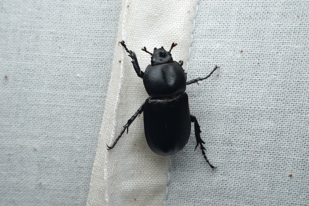 Eophileurus chinensis chinensis from 직동리, 포천시, 경기도, KR on August 19 ...