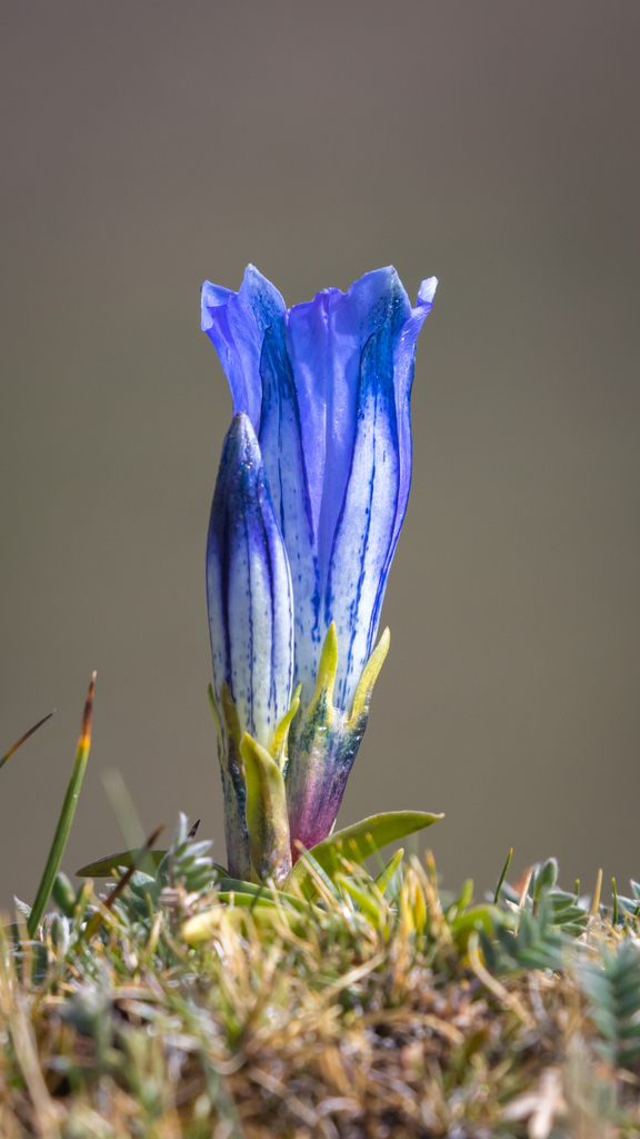 Gentiana nubigena