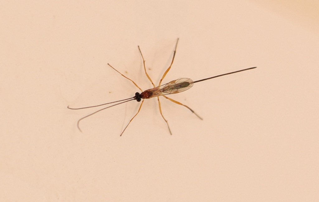 Macrocentrus bicolor