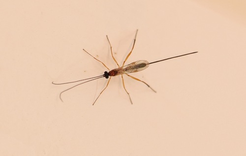 Macrocentrus bicolor
