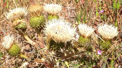 Cirsium quercetorum