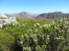 Erica thomae thomae