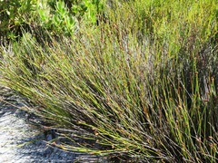Nevillea obtusissima