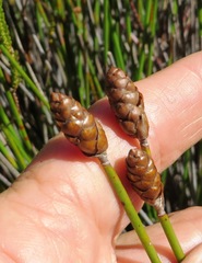 Nevillea obtusissima