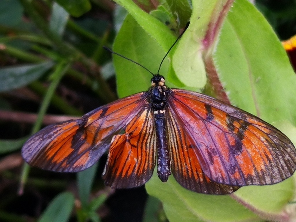 Actinote catarina
