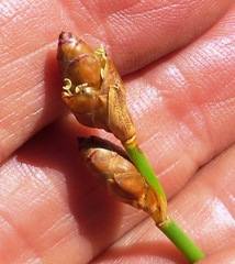Nevillea obtusissima